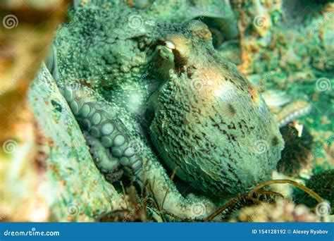 Diving and Underwater Photography, Octopus Under Water in Its Natural Habitat Stock Photo ...