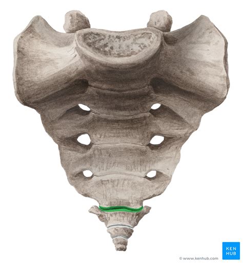 Sacrococcygeal junction: Anatomy, function | Kenhub