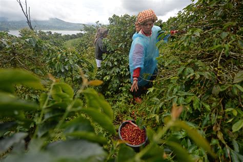 Coffee’s Climate Woes: Elements by Clara Ferreira Marques - Bloomberg