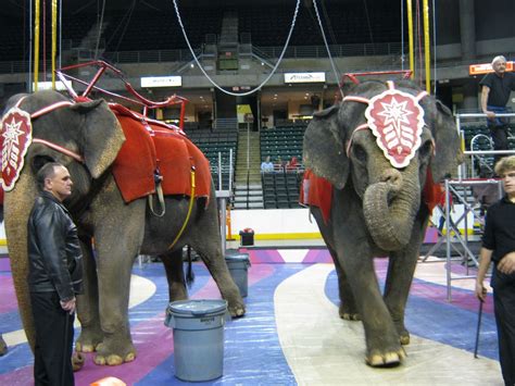 Eliana's Elephants: Eliana Enjoys Her First Circus Elephant Ride