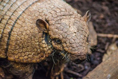 24 Wild Animals in Guyana [Wildlife in Guyana] - Kevmrc