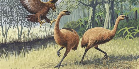 Moas Driven To Extinction By Hunting, Birds' DNA Shows | HuffPost