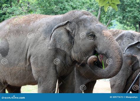 Asian Elephant Eating Grass Happily. Stock Photo - Image of ...