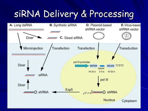 PPT - miRNA & siRNA PowerPoint Presentation - ID:4776248