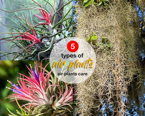 5 types of air plants for your home | air plants care - Naturebring