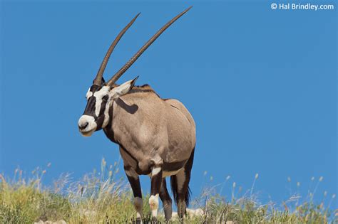 Gemsbok Facts - Behavior, Diet, and Videos - Travel For Wildlife