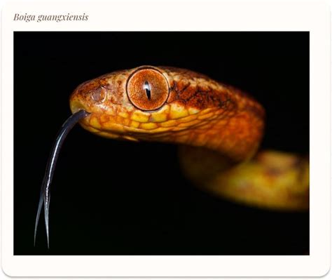 The Nocturnal Thrill of Capturing Vietnam's Elegant Fauna in Wildlife ...