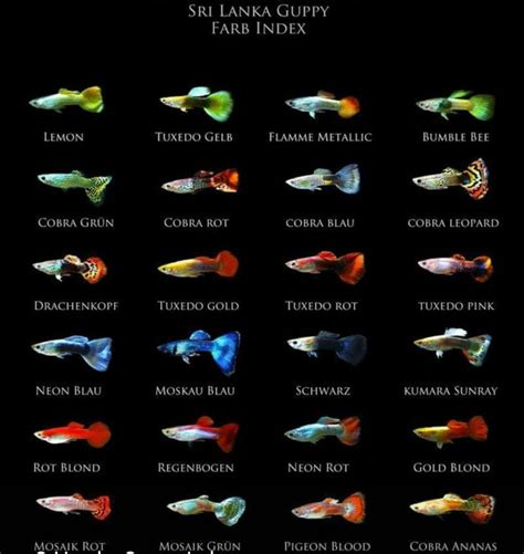 Guppy Fish Types & Species - Color Variants Diagram