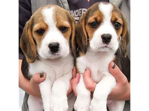 Adorable Beagle puppies for sale in Brentwood - Puppies for Sale Near Me