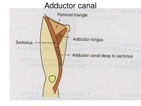 Adductor Canal Anatomy - Anatomical Charts & Posters