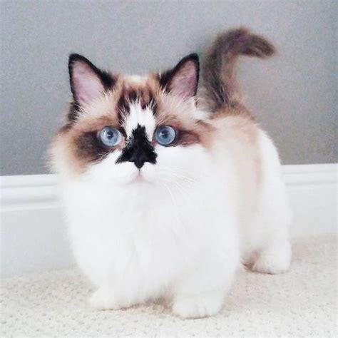 Owning a Munchkin Ragdoll Cat: Everything You Need To Know - Kitty Devotees