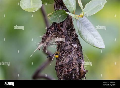 Olive-backed Sunbird in nest Stock Photo - Alamy