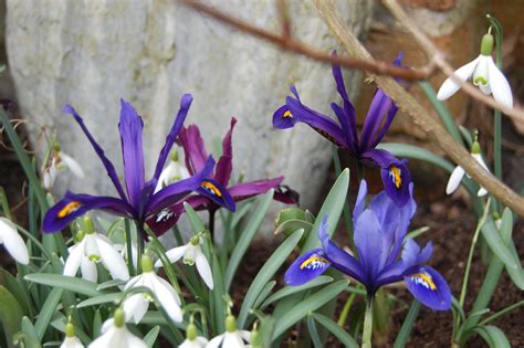 Snowdrops & dwarf irises | Dwarf iris, Plants, Iris