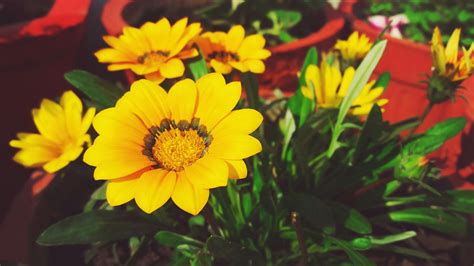 Free stock photo of green, yellow flower