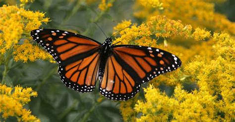 Drought, wildfires shrink Monarch butterfly population