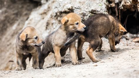 Adorable, endangered red wolf pups born at ZooTampa