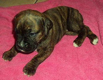 Cute Dogs: Brindle boxer puppies