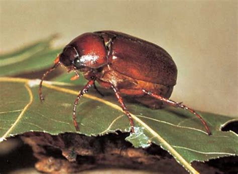 Green June Beetle Life Cycle