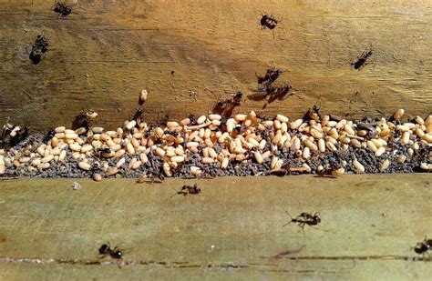 What Are the White Things Ants Are Carrying? – pestABC