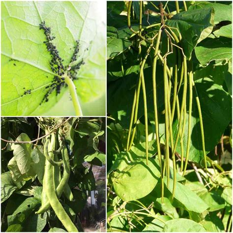 Beans Pests and Diseases, Control Methods | Gardening Tips