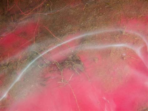 Pink Algae | Planet earth, Algae, Pink