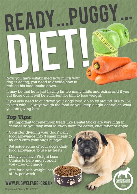 How Much Should A Pug Eat Daily