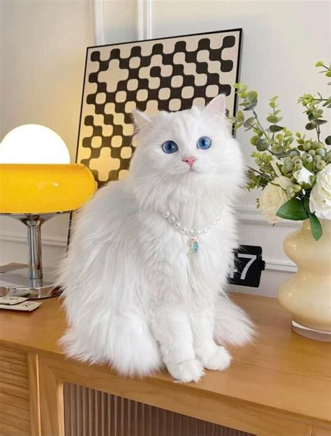 Pin by Kazumi on Cat | Angora cats, Turkish angora cat, Pretty cats