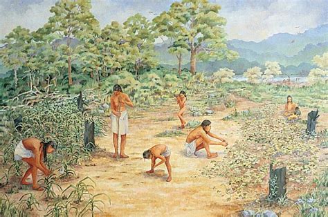 Food for thought: Why did we ever start farming? | Woodland indians, Human evolution tree ...