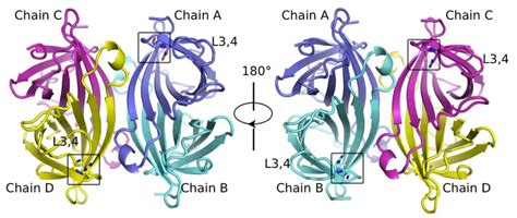 Streptavidin - Creative Enzymes