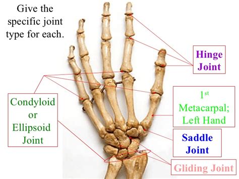 Joint Anatomy: Intro to Joint Health - InVite® Health Blog