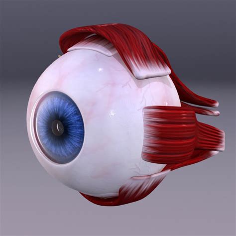 human eye 3d model