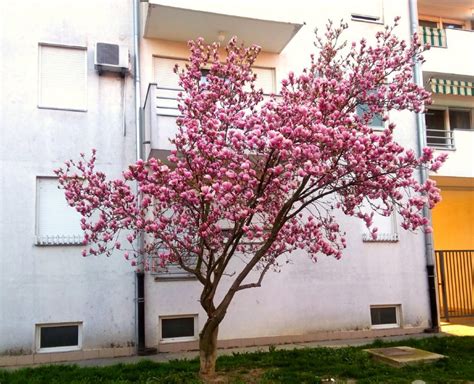 How to Grow Magnolia Tree: Planting, Propagation, Care, Diseases ...