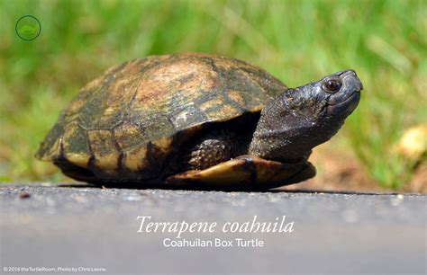 Terrapene coahuila (Coahuilan Box Turtle) PostertheTurtleRoom