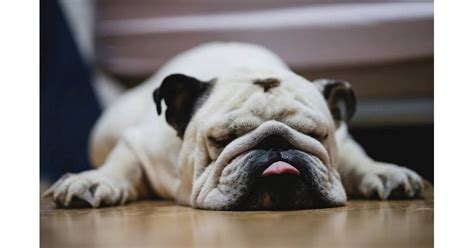 Top 12 Snoring Dog Breeds - Healthy Homemade Dog Treats