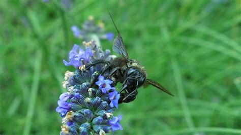 Carpenter Bee Blue Black Wooden - Free photo on Pixabay