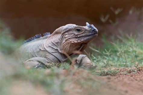 Rhinoceros Iguana 101: Care, Diet, Size, Lifespan & More