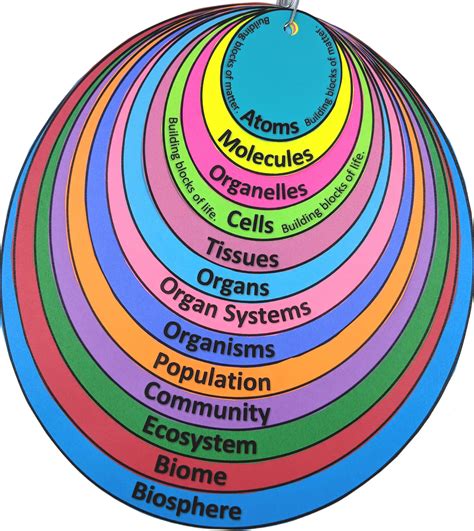 Levels Of Biological Organization Worksheet