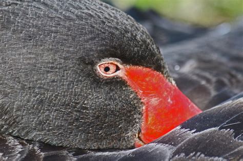 Black swan keeping an eye on me! | BirdForum