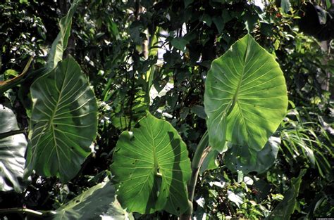 Plant with Huge Leaves - Geographic Media