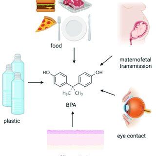 Potential BPA origin. BPA exposure sources involve ingestion ...