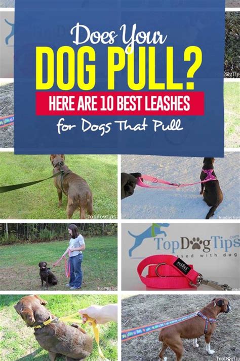 Top 10 Best Leashes for Dogs That Pull [Updated 2023]