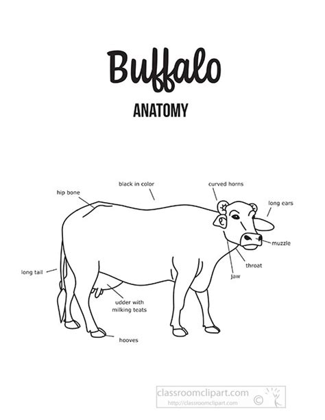 Buffalo Clipart Clipart - buffalo-female-external-anatomy-black-outline ...