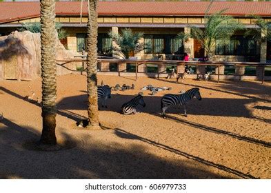 Emirates Park Zoo: Over 1,539 Royalty-Free Licensable Stock Photos | Shutterstock