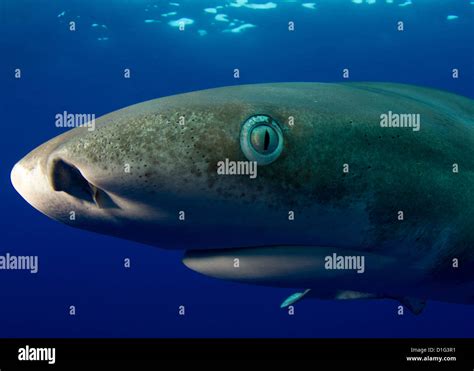 Oceanic whitetip shark teeth hi-res stock photography and images - Alamy