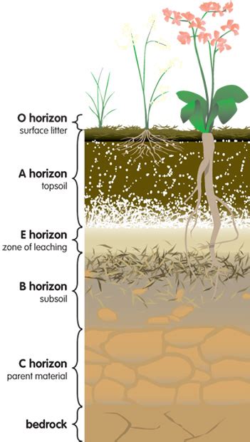 Lecture 7: Soil Horizon - Nre509