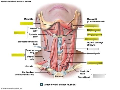 Ch. 11 Muscles of Neck Diagram | Quizlet