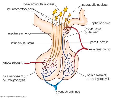 Hypothalamus | Definition, Anatomy, & Function | Britannica