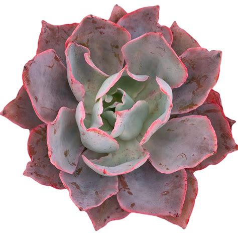 11 Most Popular Echeveria Types (With Pictures)- Succulents Network