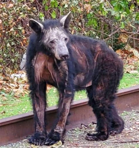 Mange is causing Virginia's Black bears to lose their fur. Here's why ...