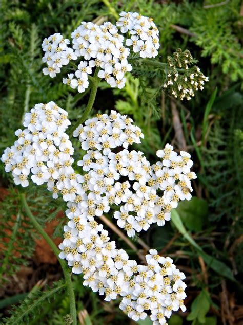 Yarrow: A Common Weed That's Good Medicine | Proverbs 31 Woman